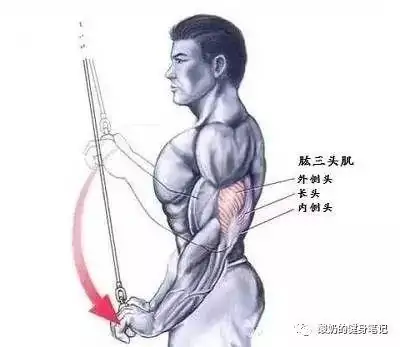 学会这20个动作，你手臂的维度会有大幅提升。-运动健馆论坛-兴趣小岛-知新网